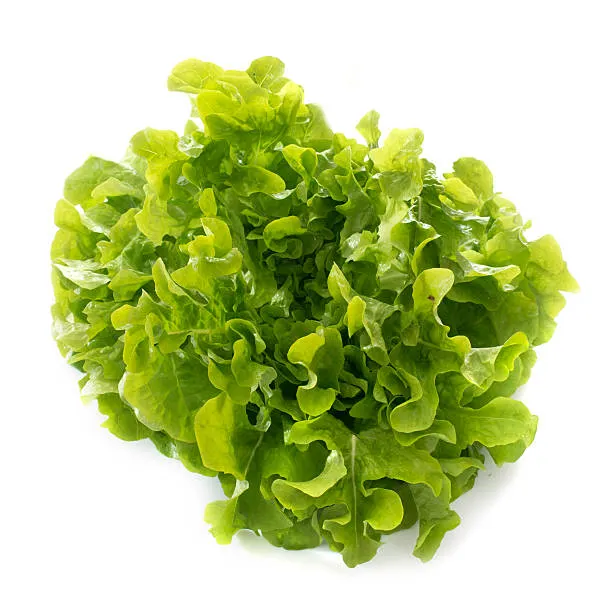 Feuille de Chêne Blonde