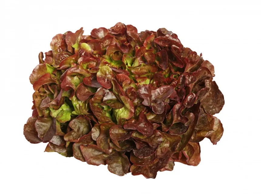 Feuille de Chêne Rouge