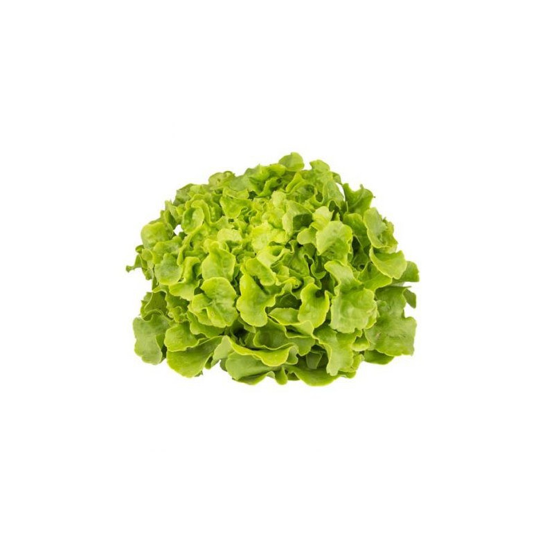 Feuille de chêne Blonde