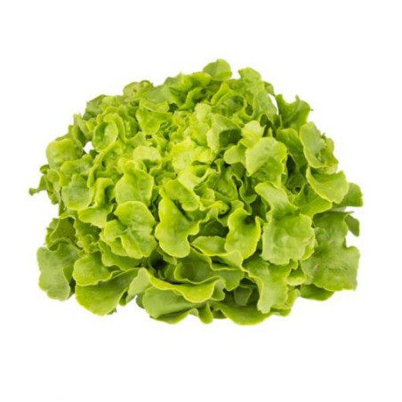 Feuille de chêne Blonde