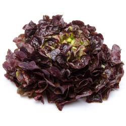 Feuille de Chêne Rouge
